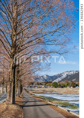 Metasequoia Avenue, New 100 Views of Japanese Street Trees, Makino Town, Takashima City, Shiga Prefecture 136882943