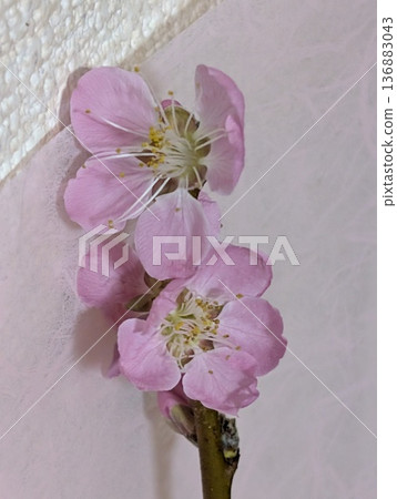 Pink peach flower 136883043