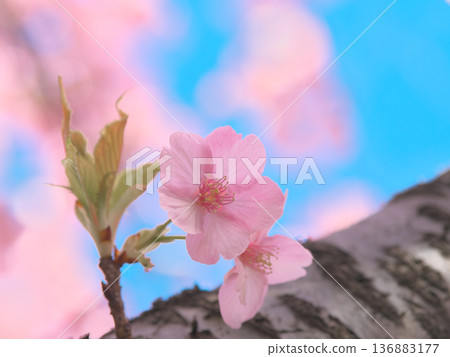 河津櫻花盛開，在藍天的襯托下閃閃發光。自然風光（2026年2月） 136883177