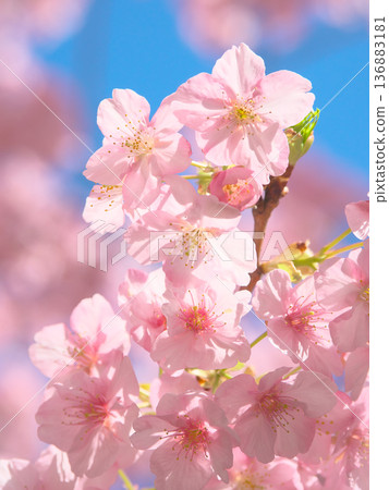 Kawazu cherry blossoms in full bloom, shining brilliantly against the blue sky. Natural scenery (February 2026) Kawazu cherry blossoms in full bloom, shining brilliantly against the blue sky. Natural scenery (February 2026) 136883181