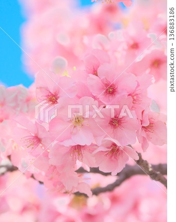 河津櫻花盛開,在藍天的襯托下閃閃發光。自然風光(2026年2月) 河津櫻花盛開,在藍天的襯托下閃閃發光。自然風光(2026年2月) 136883186