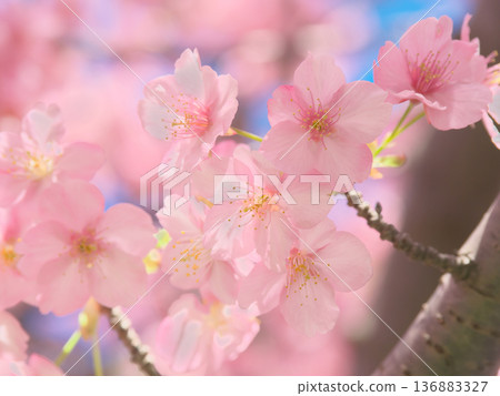 絢麗多彩的河津櫻花盛開。自然風光(2026年2月) 絢麗多彩的河津櫻花盛開。自然風光(2026年2月) 136883327