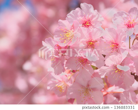 絢麗多彩的河津櫻花盛開。自然風光（2026年2月） 136883331