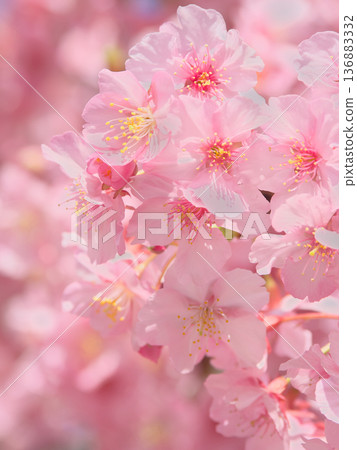 絢麗多彩的河津櫻花盛開。自然風光（2026年2月） 136883332