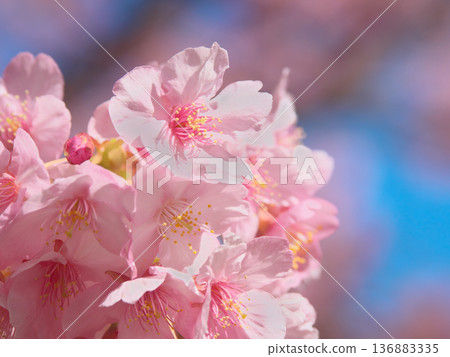 Vibrant Kawazu cherry blossoms in full bloom. Natural scenery (February 2026) 136883335