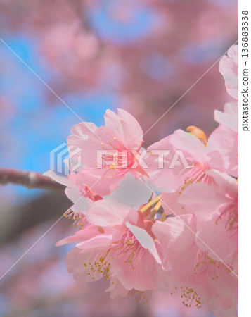 絢麗多彩的河津櫻花盛開。自然風光（2026年2月） 136883338