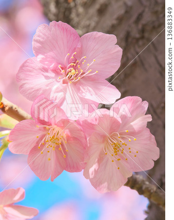 Vibrant Kawazu cherry blossoms in full bloom. Natural scenery (February 2026) Vibrant Kawazu cherry blossoms in full bloom. Natural scenery (February 2026) 136883349