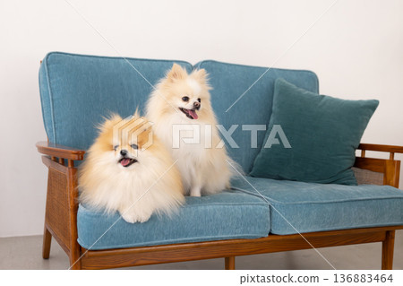 Pomeranian放鬆在沙發上 136883464