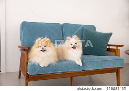 Pomeranian relaxing on sofa Pomeranian relaxing on sofa 136883465