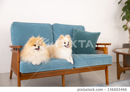 Pomeranian放鬆在沙發上 Pomeranian放鬆在沙發上 136883466