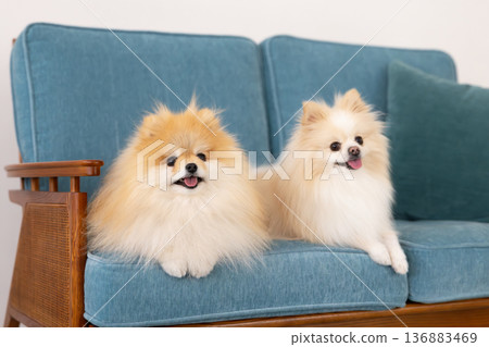 Pomeranian relaxing on sofa Pomeranian relaxing on sofa 136883469