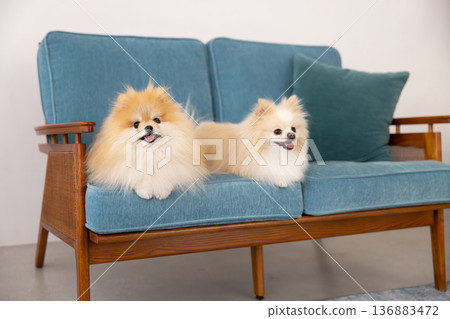 Pomeranian relaxing on sofa Pomeranian relaxing on sofa 136883472