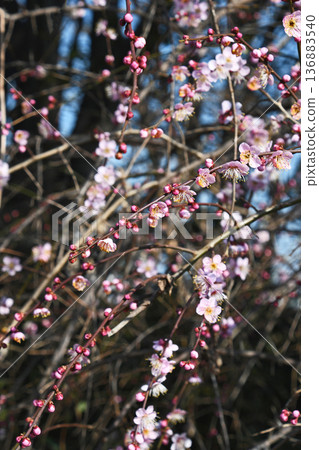 Dangling plum 136883540