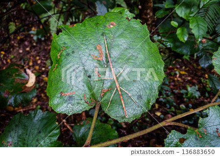 : Stick insects in the Kinsakuhara virgin forest of Amami Oshima, Kagoshima Prefecture 136883650