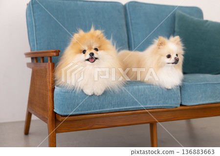 Pomeranian relaxing on sofa Pomeranian relaxing on sofa 136883663