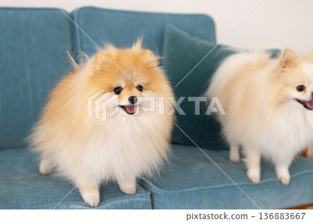 Pomeranian放鬆在沙發上 136883667