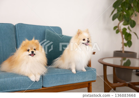 Pomeranian放鬆在沙發上 136883668