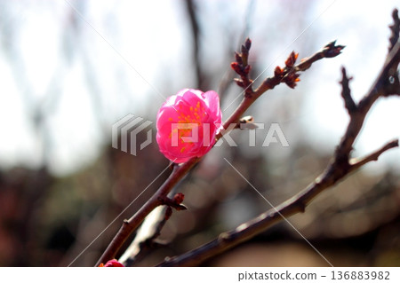 花紅色花 136883982