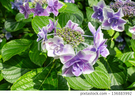 Hydrangea flower (confetti) Hydrangea flower (confetti) 136883992