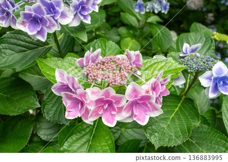 Hydrangea flower (confetti) 136883995