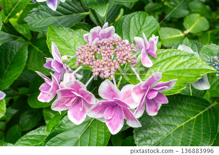 Hydrangea flower (confetti) Hydrangea flower (confetti) 136883996