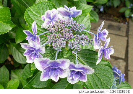 Hydrangea flower (confetti) Hydrangea flower (confetti) 136883998