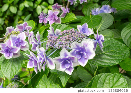 繡球花(五彩紙屑) 繡球花(五彩紙屑) 136884016