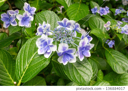 Hydrangea flower (confetti) Hydrangea flower (confetti) 136884017