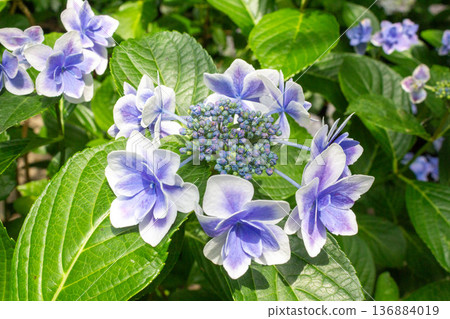 Hydrangea flower (confetti) Hydrangea flower (confetti) 136884019
