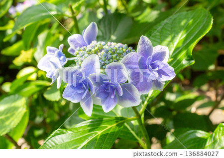 Hydrangea flower (confetti) 136884027