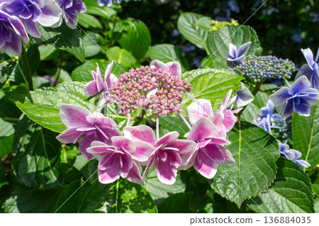Hydrangea flower (confetti) 136884035