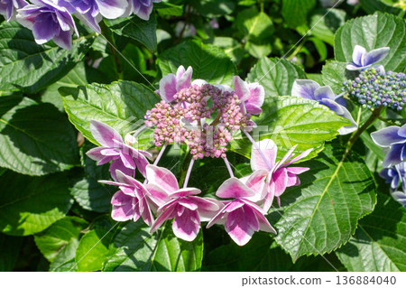 Hydrangea flower (confetti) 136884040