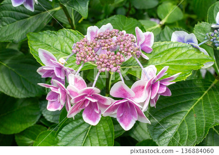 繡球花（五彩紙屑） 136884060