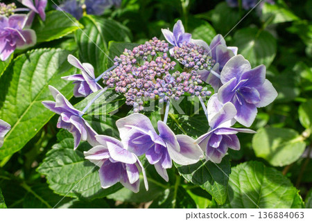 Hydrangea flower (confetti) Hydrangea flower (confetti) 136884063