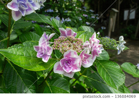 Hydrangea flower (confetti) 136884069