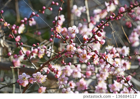 Dangling plum 136884117