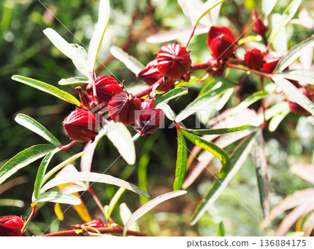 Roselle Roselle 136884175