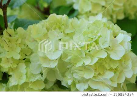 White Odemari 136884354