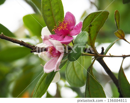 紅桃花 紅桃花 136884811