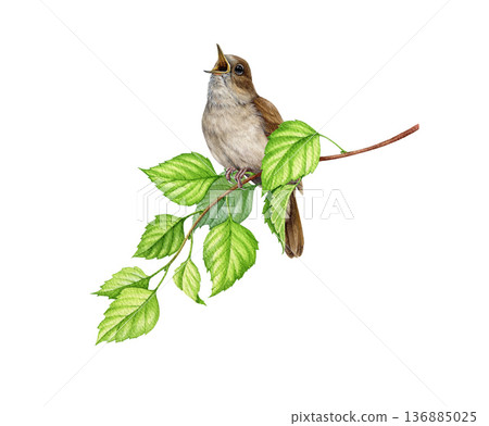 Singing nightingale bird on birch tree branch watercolor illustration. Hand drawn luscinia megarhynchos European wildlife forest songbird perched on a twig. Common nightingale on white background 136885025