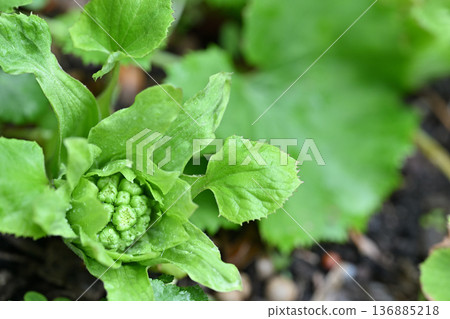 早春的毛豆發芽 早春的毛豆發芽 136885218