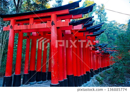 清晨的寂靜中,千本鳥居巍然屹立。 清晨的寂靜中,千本鳥居巍然屹立。 136885774