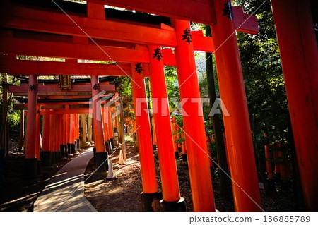 Senbon Torii gates standing in the silence of the morning Senbon Torii gates standing in the silence of the morning 136885789