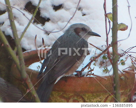 A brown-eared bulbul perched on a flowerpot A brown-eared bulbul perched on a flowerpot 136885895