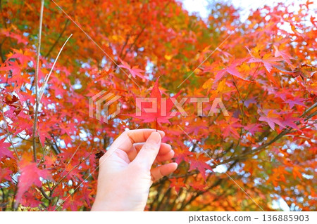 Hands holding maple leaves, maple tree 136885903