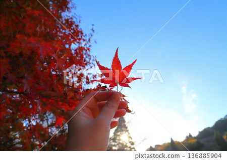 Hands holding maple leaves, maple tree, blue sky Hands holding maple leaves, maple tree, blue sky 136885904