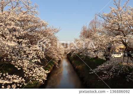 福郎川兩岸，染井吉野櫻花盛開，倒映著蔚藍的天空。 136886092