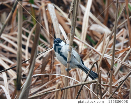 Great tit Great tit 136886098