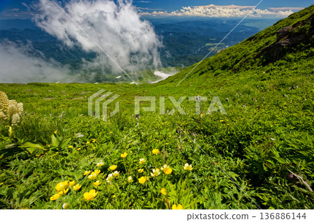 鳥海山外緣的高山植物和雲霧繚繞的山脈。 136886144
