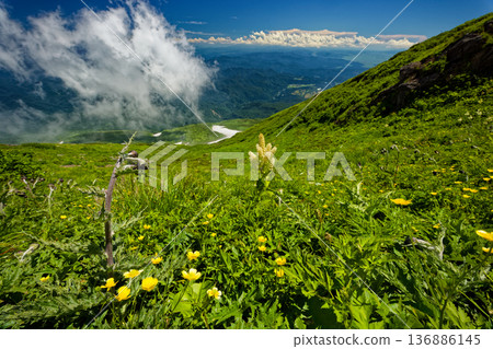 鳥海山外緣的高山植物和雲霧繚繞的山脈。 鳥海山外緣的高山植物和雲霧繚繞的山脈。 136886145
